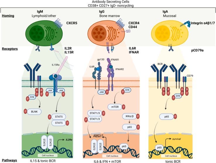 Deep Characterisation of Antibody Secreting Cells (ASCs)