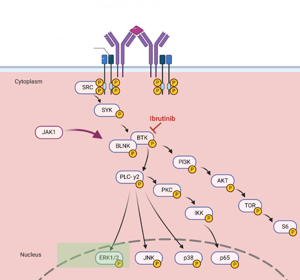 Mode of Action of Ibrutinib: Combination Therapy Opportunity